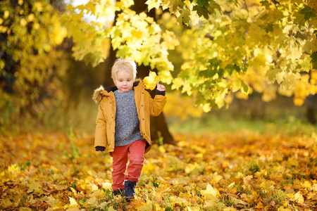 小男孩在阳光明媚的秋天漫步在森林里。活跃的家庭时间在自然。和小朋友一起远足