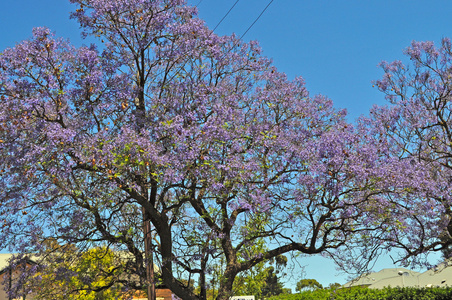小郊区街头满是盛开的蓝花和绿树。阿德莱德澳大利亚