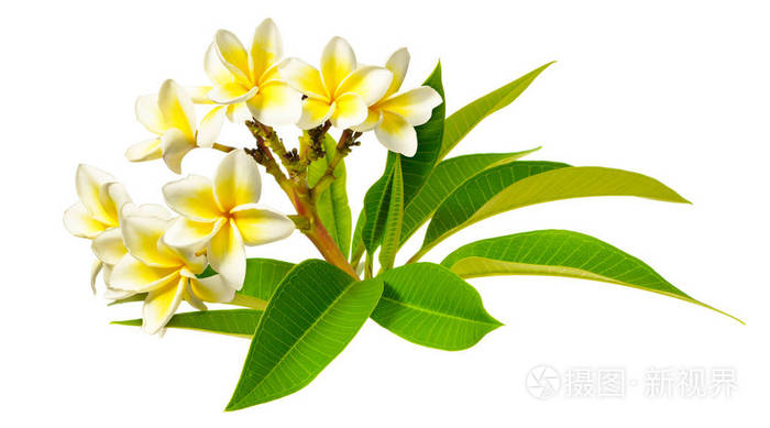 在白色背景查出的鸡蛋花和叶子