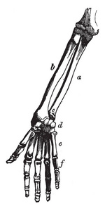 这个插图代表胳膊和手的骨头, 复古线条画或雕刻插图