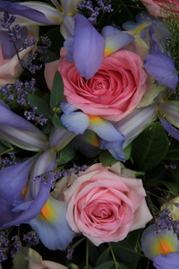 蓝色鸢尾花和粉红色玫瑰新娘安排中