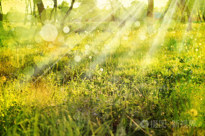 生态自然与阳光太阳光束,绿色风景背景