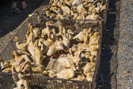 黄鸭在一个盒子里, 从金属网卖到集市上。孵化小鸭出售。农业。农业