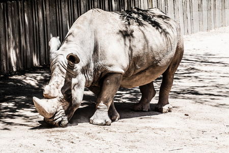 肖像 钩唇形 黑犀牛 diceros 角，南非