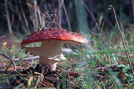 跳舞蘑菇。蘑菇喏。鹅 muscaria 在草丛树枝和苔藓之间靠近。阳光明媚的秋日, 在北德文斯克 Yagry 的松树林