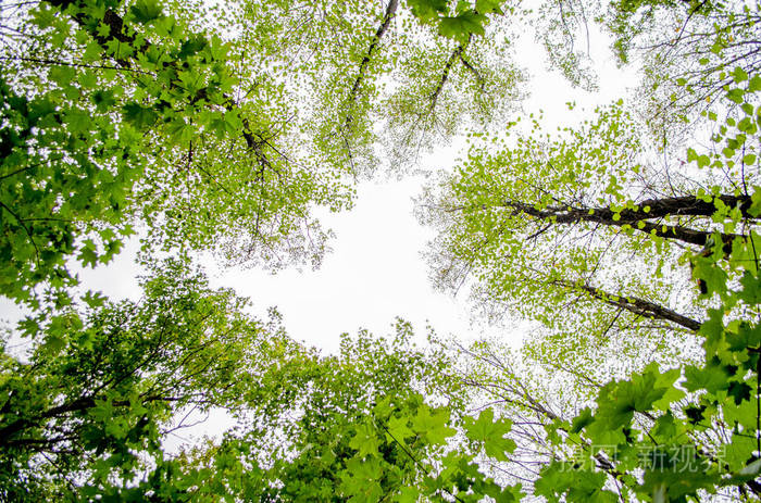茂密的橡树林.自然背景.与太阳身后的橡树森林
