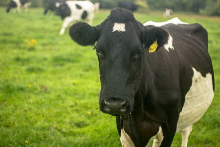 弗雷沃兰,黑色和白色的奶牛在草地上荷斯坦黑白斑点奶牛站在一片绿色