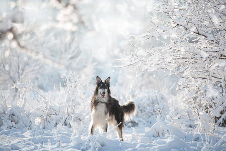 黑色和白色猎狗站立在雪在冬天背景