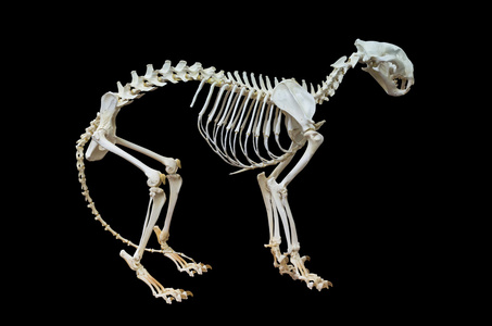 虎犬图片 虎犬素材 虎犬插画 摄图新视界 虎犬图片 虎犬素材 虎犬插画 摄图新视界