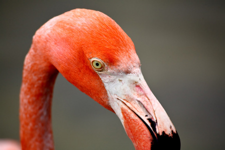 在佛罗里达州的一个公园中的红色红鹤