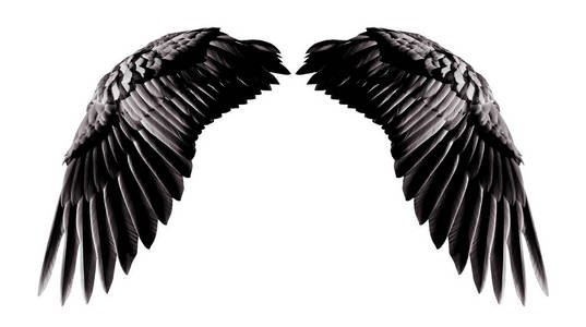 天使翅膀, 白色 backgr 的自然黑色翅膀羽毛
