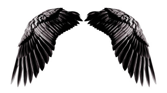 黑色天使天使翅膀, 白色 backgr 的自然黑色翅膀羽毛照片