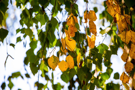 黄色和绿色的桦木叶子在秋天初。挂枝桦木树