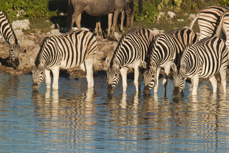 集团的斑马饮用水在水潭图片