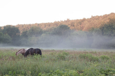 两匹白色和褐色的马在雾的田野上