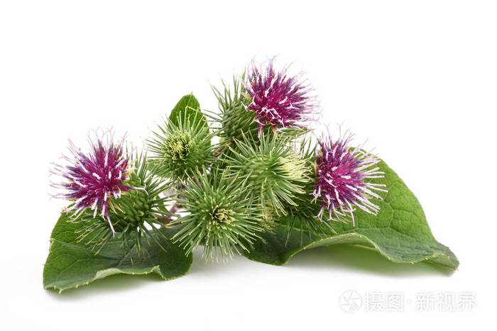更大的牛蒡花照片 正版商用图片06gne4 摄图新视界 更大的牛蒡花照片 正版商用图片06gne4 摄图新视界