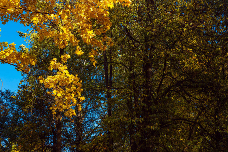 树黄叶, 10月初在公园拍摄, 在一个晴朗的秋天一天