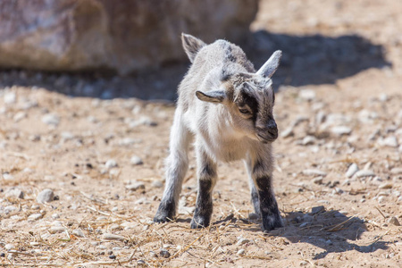 棕色小山羊地上的小山羊照片