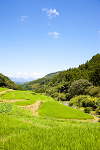 梯田的水稻的田野