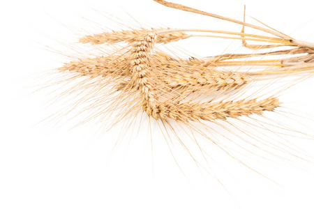 小麦在白色孤立的耳朵