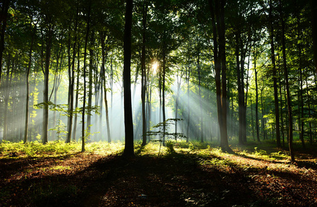 在秋天图片-美丽的森林在秋天素材-美丽的森林在秋天插画-摄图新视界