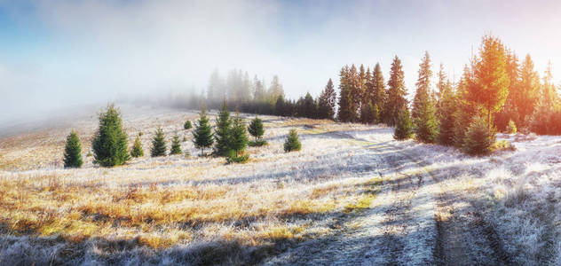清晨, 绿色森林里的阳光。美丽的秋路。神奇的雾在山上。10月在早期的冬天天。喀尔巴阡山.乌克兰欧洲