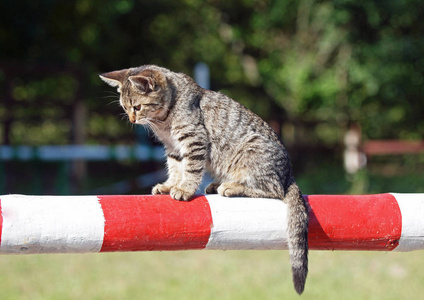 坐在跳跃屏障上的灰色小猫的肖像