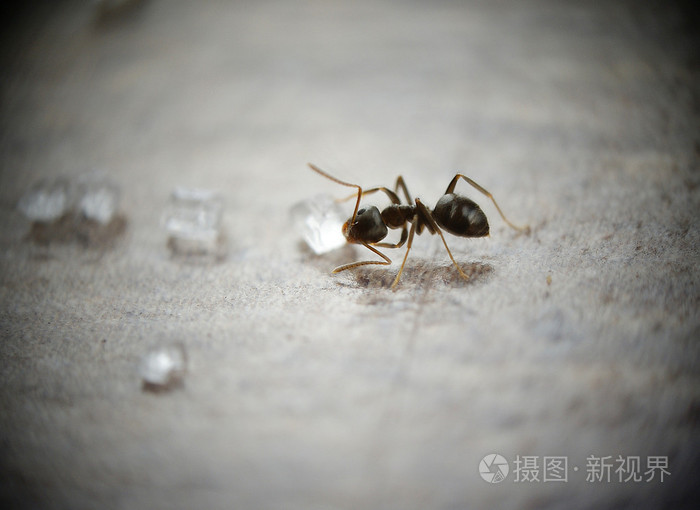糖的蚂蚁