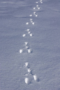 冬天雪地面