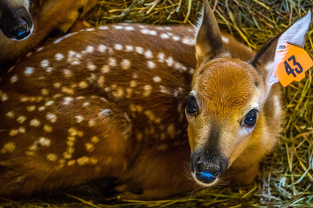 在麦基诺 Deerland 一个可爱的新生小鹿的酷肖像拍摄