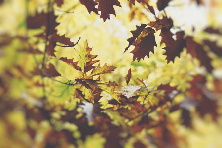 橡树。秋天.秋天的场景。秀丽自然场面树和走