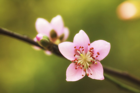全断面的粉红梅花图片