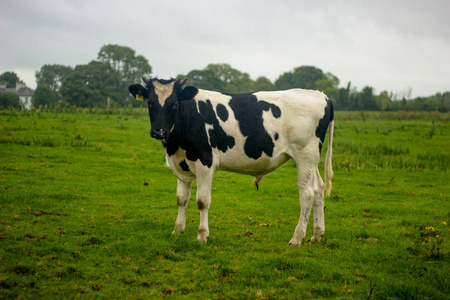 绿草甸上白斑点的黑母牛图片