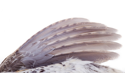 榛鸡的羽毛图片
