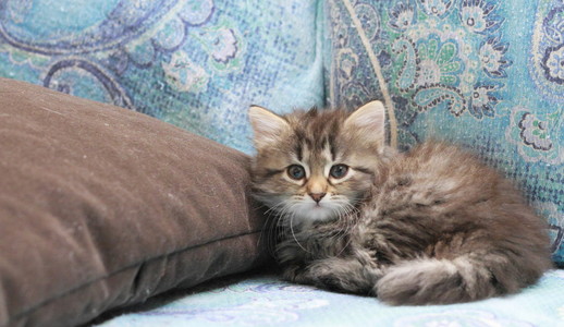 西伯利亚猫在沙发上，女性棕色的小狗