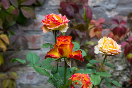 美丽的玫瑰在花园里柔和的灯光背景