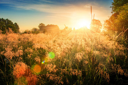 春天自然背景.在地平线上有生动的太阳的早晨.夏日草地的阳光景观照片