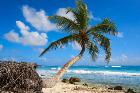 阿库玛尔椰子棕榈树海滩里维埃拉玛雅