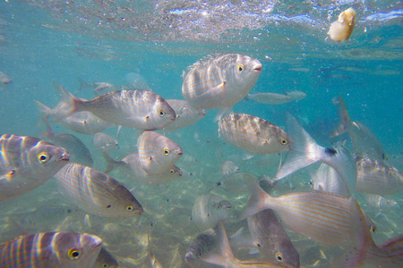 野生的 Salema  Sarpa 帕在海洋