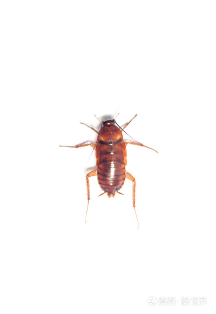 蟑螂的样子图片