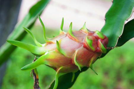 绿色火龙在泰国的农场中的一棵树上的绿色火龙果照片