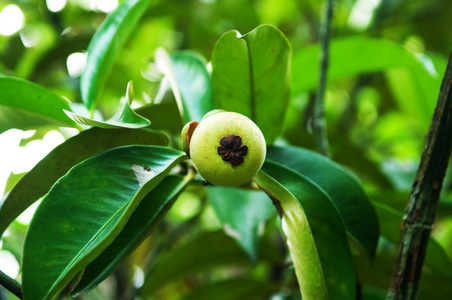 在植物上的绿色新鲜山竹照片