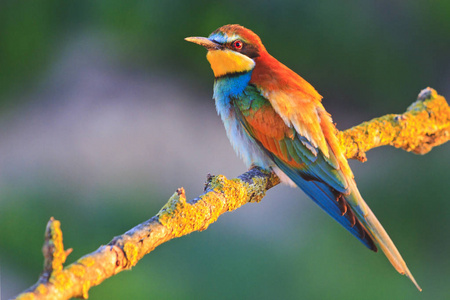 在阳光的温暖光线, 不寻常的鸟类, 独特的框架有色鸟