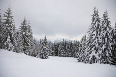 冬季景观与高云杉和在山中的雪