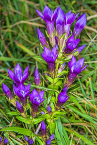 奇尔特恩龙胆 gentianella 小蠊