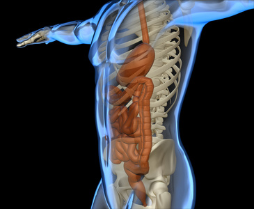 人体肠道和骨架图片