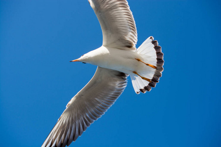 单只海鸥翱翔于蓝天为背景