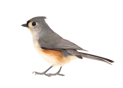 tufted titmouse，baeolophus 双色 孤立