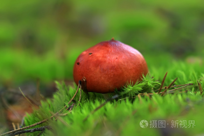 从关闭森林里的蘑菇