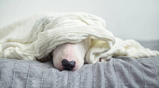 一只可爱的白色英国公牛梗睡在一张白色针织毯子下的床上。冬天来了